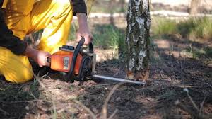 Best Seasonal Cleanup (Spring/Fall)  in Jacksonville, TX