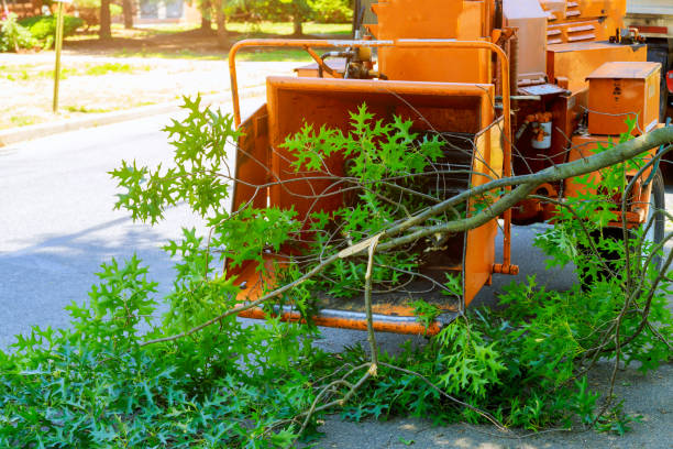 Best Lawn Grading and Leveling  in Jacksonville, TX