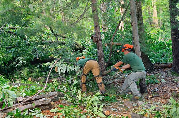 Landscape Design and Installation in Jacksonville, TX