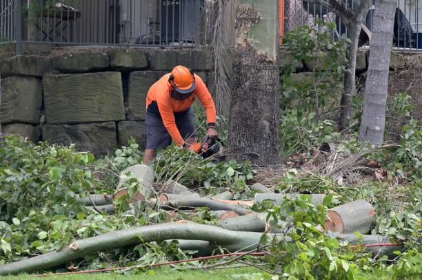 How Our Tree Care Process Works  in  Jacksonville, TX