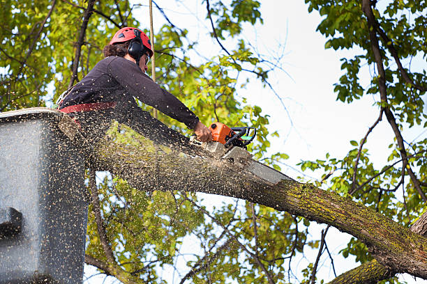 Best Leaf Removal  in Jacksonville, TX